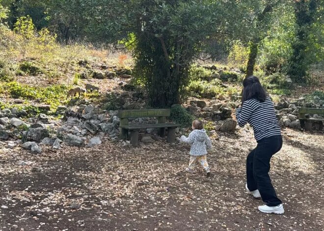 Termessos’ta Tilki Sürprizi